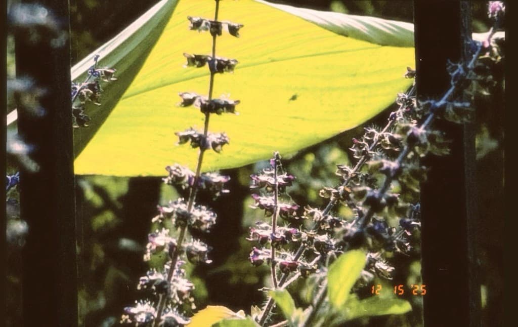 Photography 1